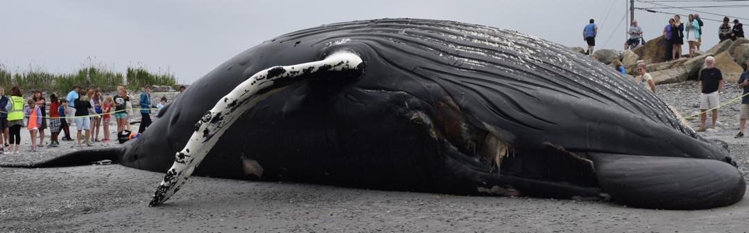 Snowplow the humpback