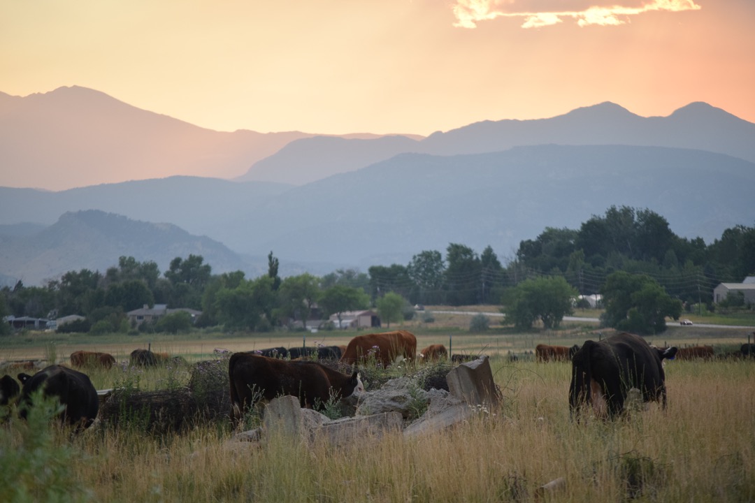 Cows at sunset