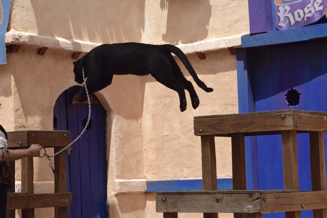 Leaping leopard