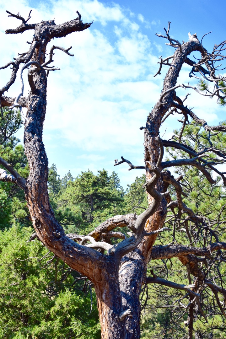 Scraggly tree on Sleepy Lion Trail