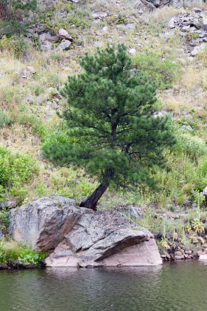 Crooked tree along the creek