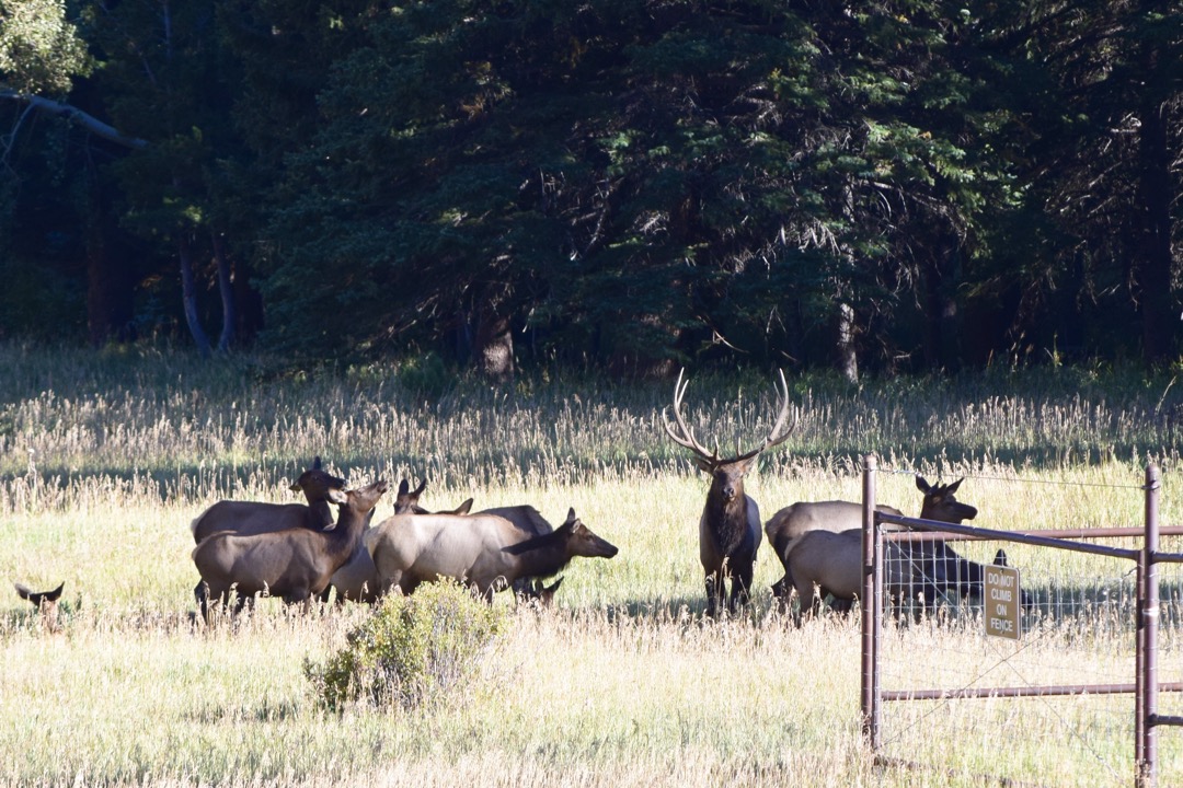 Another bull surveys his harem