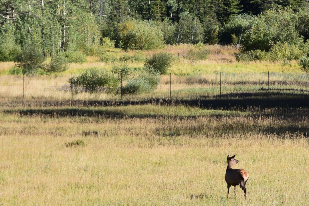 A lone cow contemplates her escape