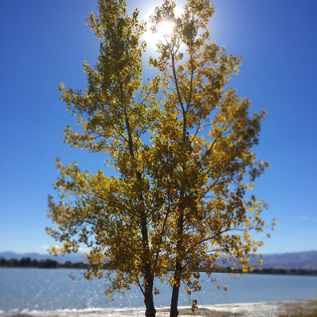 Golden halo