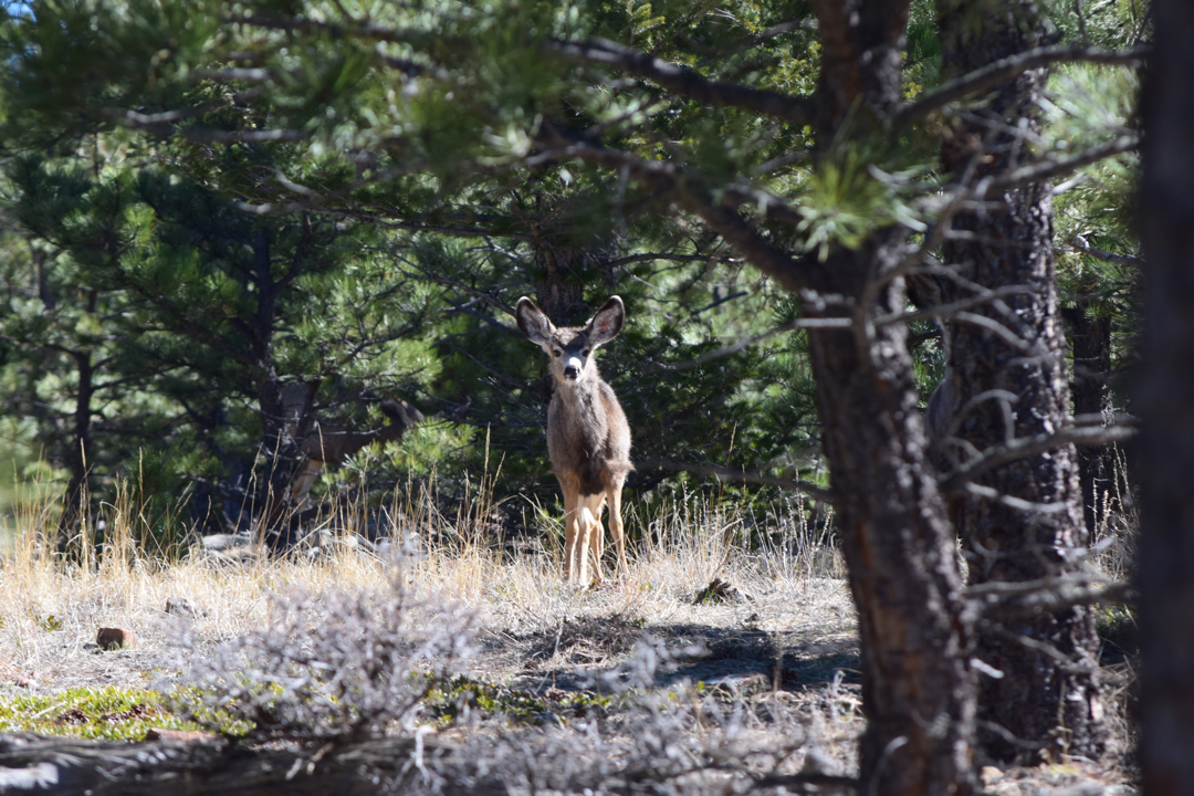 Tufty-eared mule deer