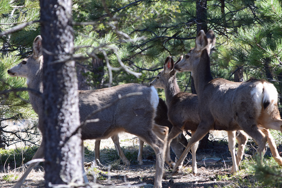 Startled deer