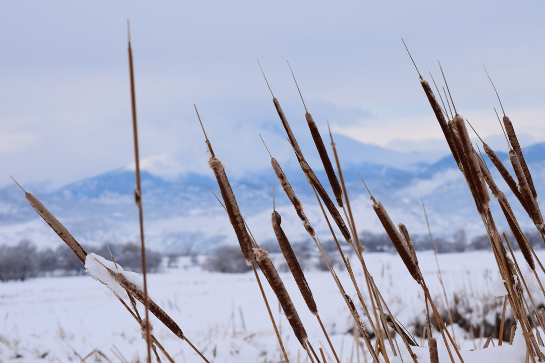 Cattails