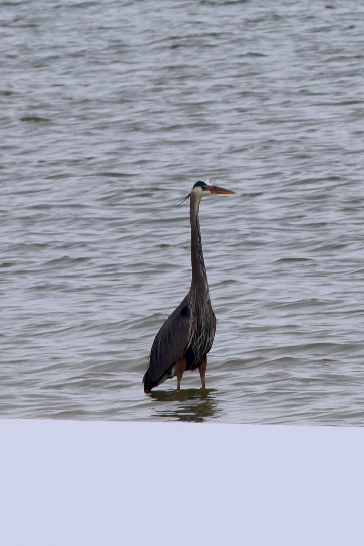 Soggy heron