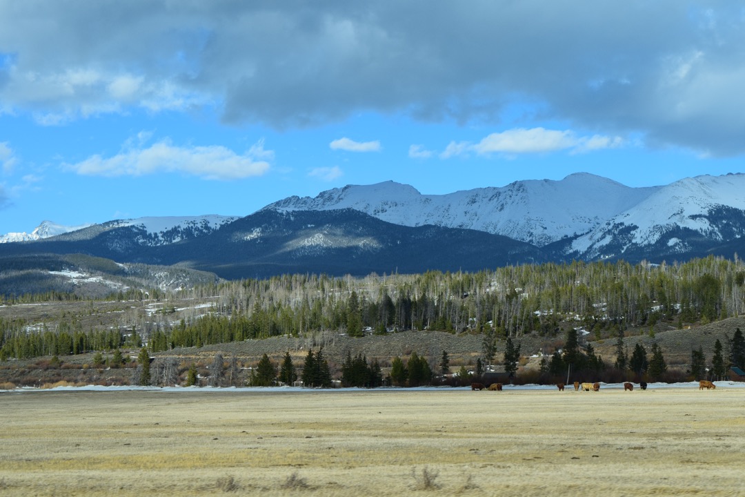 Grazing in Fraser Valley