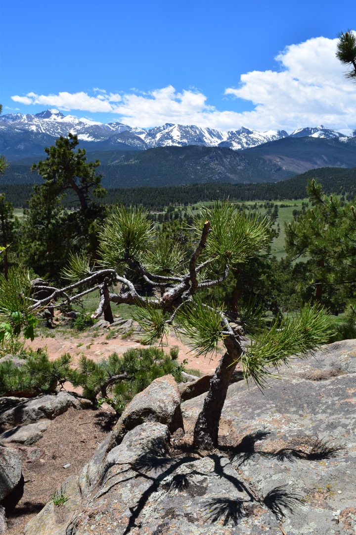 Scraggly tree with Longs Peak