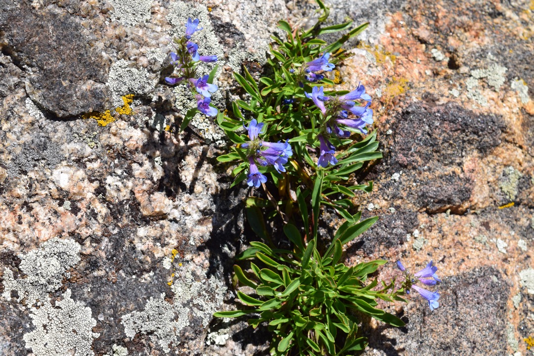 Rydberg's penstemon at RMNP