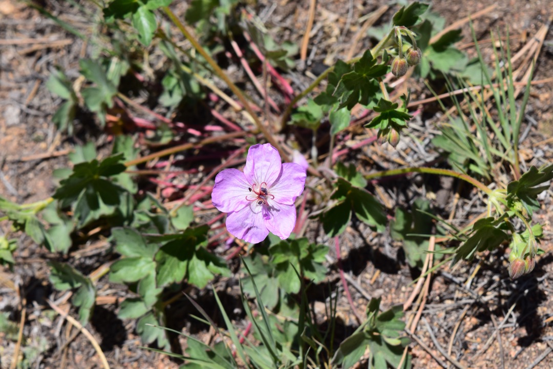 Pineywoods geranium at RMNP