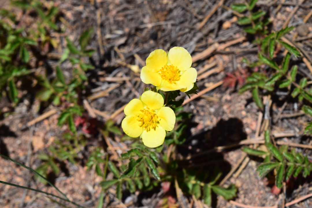 Shrubby cinquefoil at RMNP