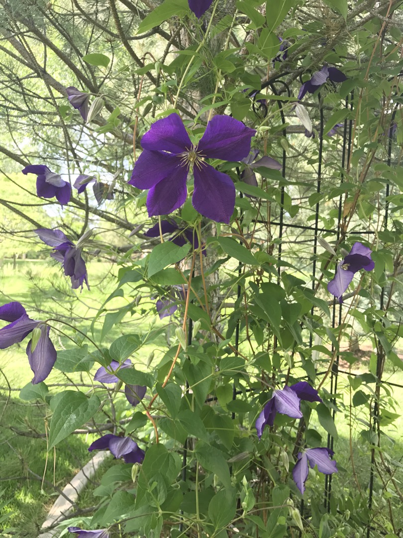 Clematis