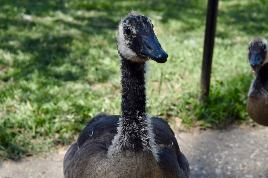 Curious gosling at the Tidal Basin