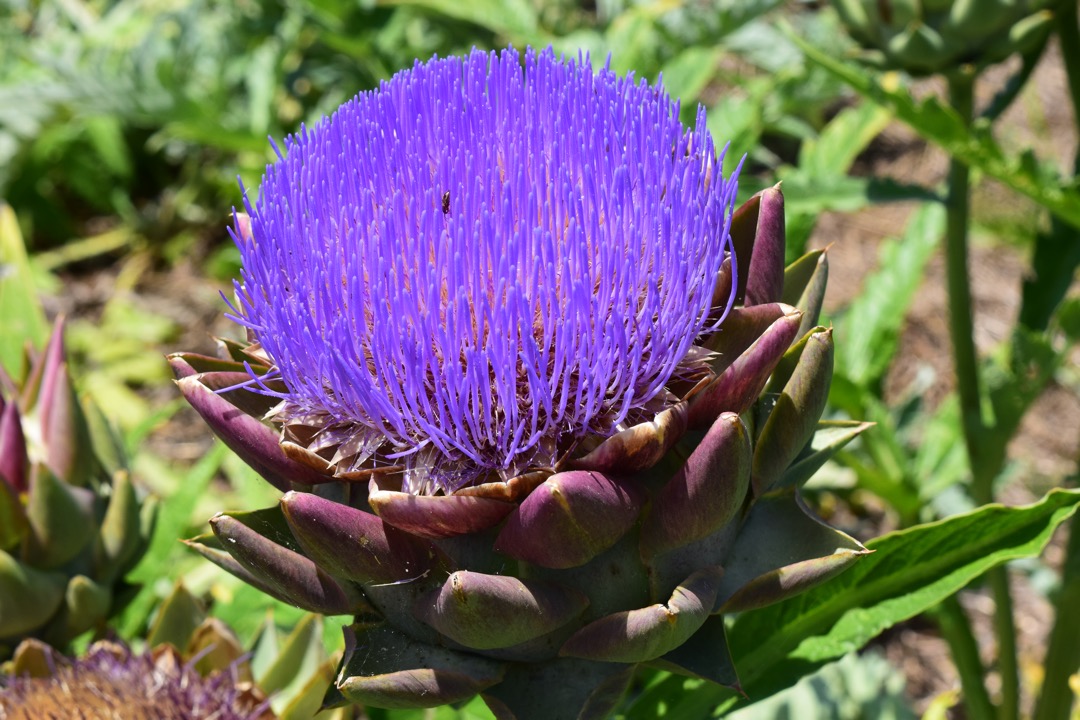 Mount Vernon artichoke