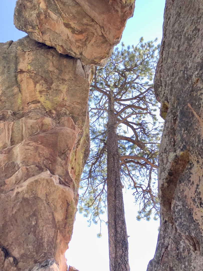 Tree in the arch