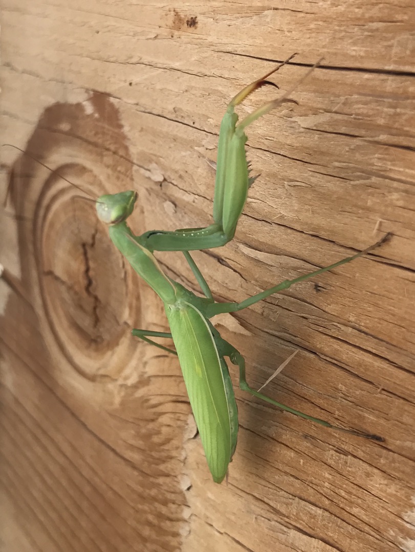 Praying mantis