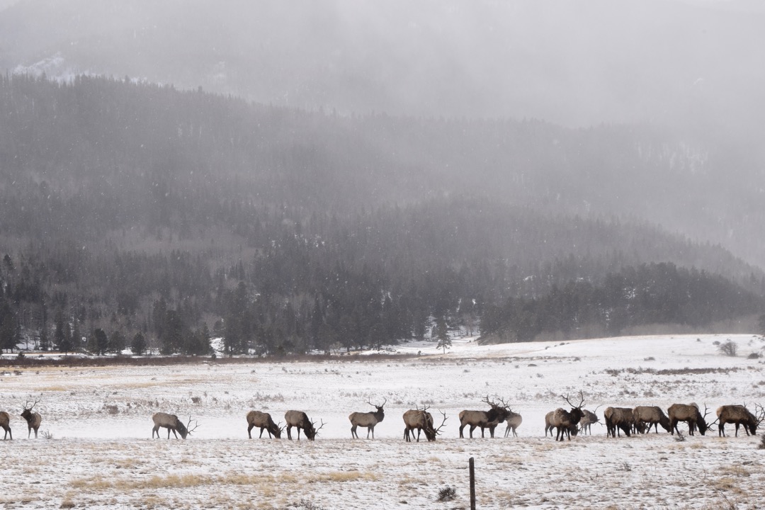 Elk in a snow squall at Sheep Lakes