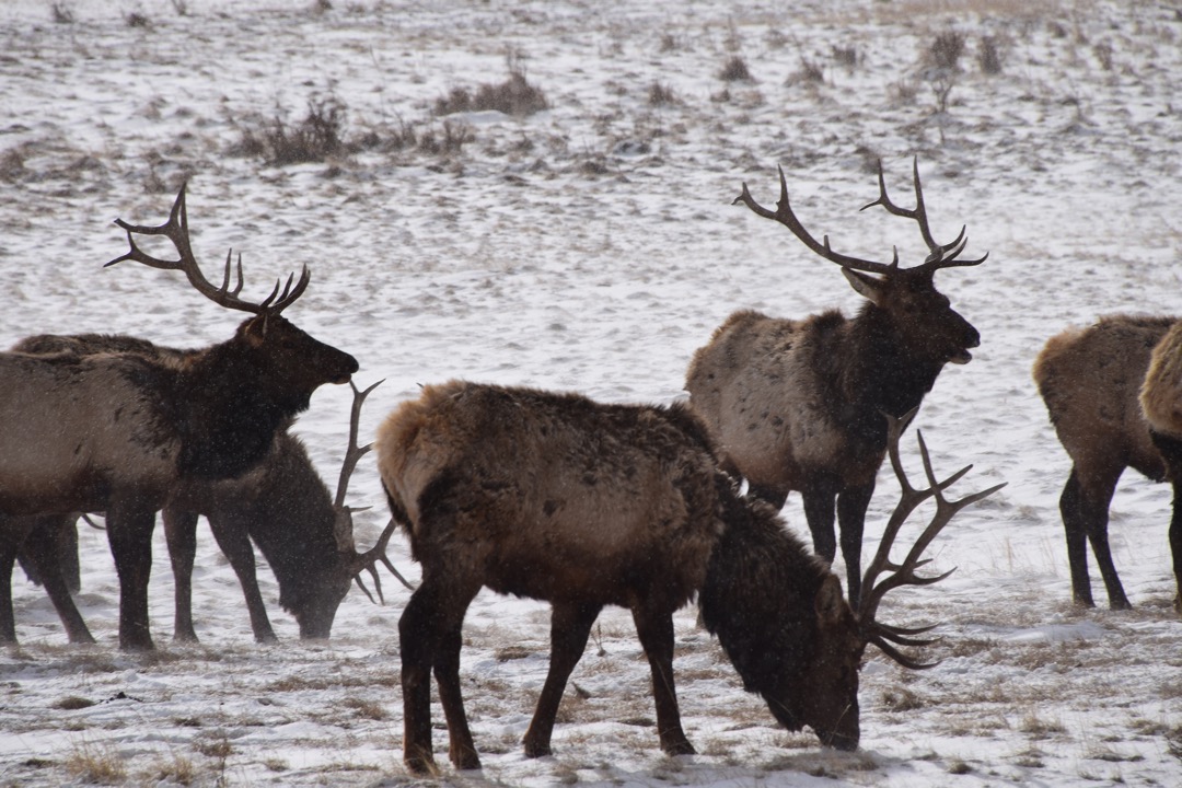 Scruffy elk