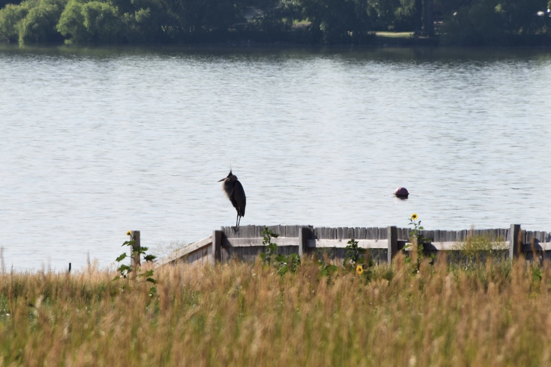 Fluffy heron at the lake