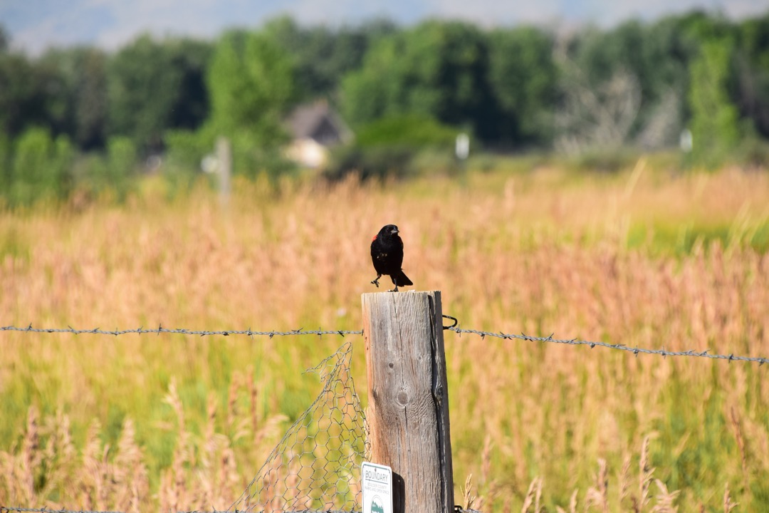 Jaunty Redwing Blackbird