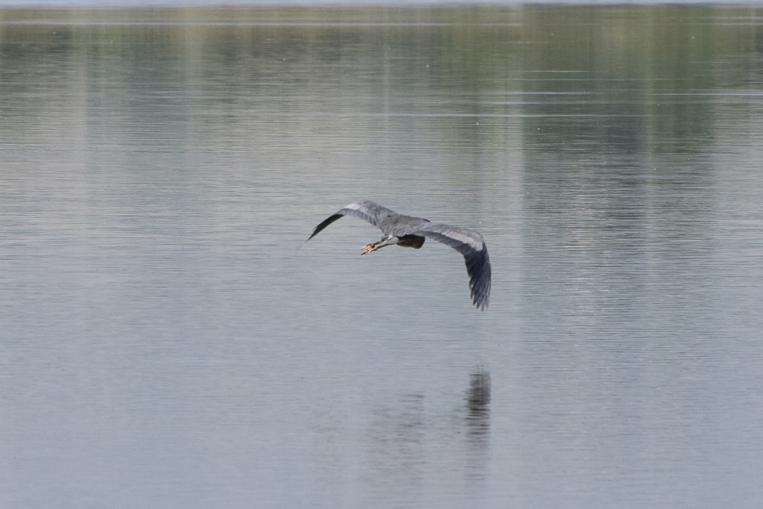 Heron in flight