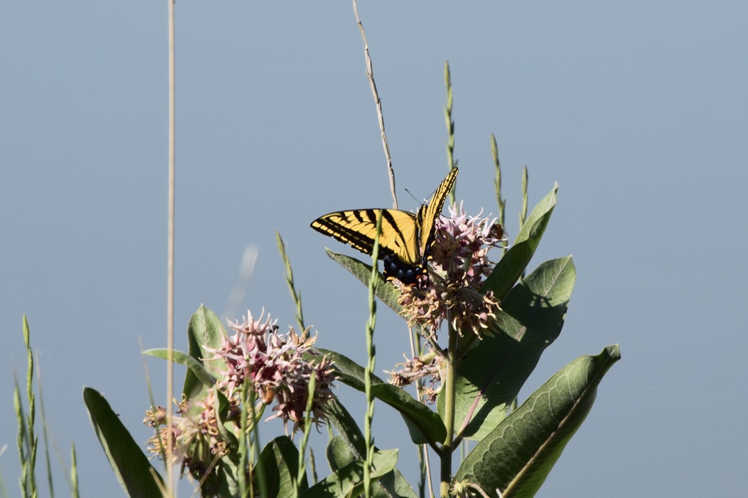 Tiger Swallowtail