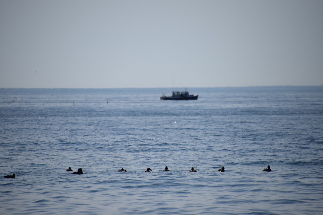 Duck family and fishing boat