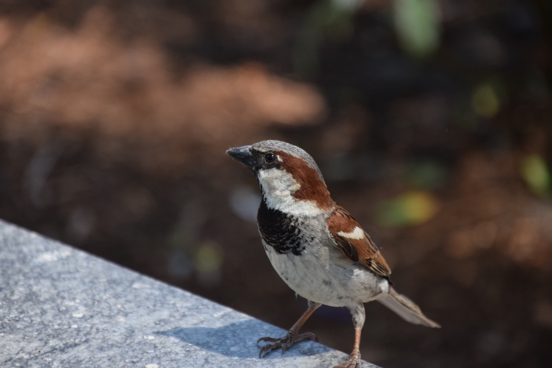 Sparrow pose