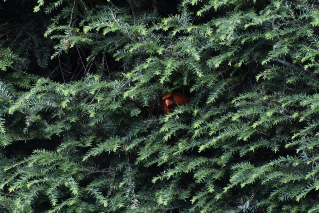 Cardinal in the hedge at Saint-Gaudens