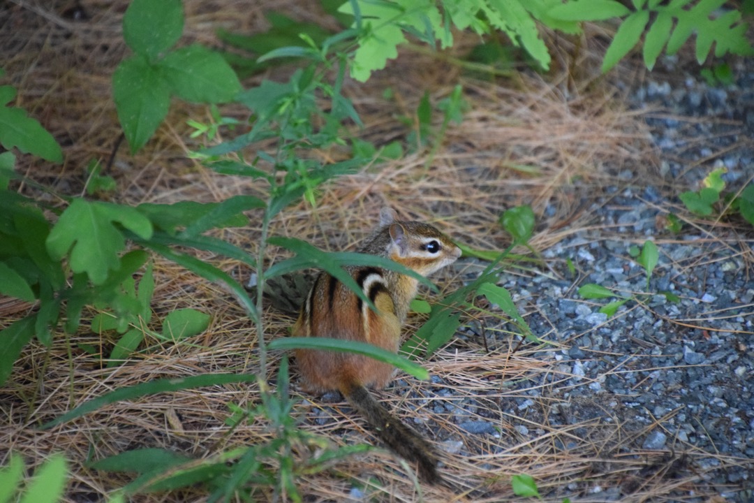 Chipmunk on the trail at Saint-Gaudens