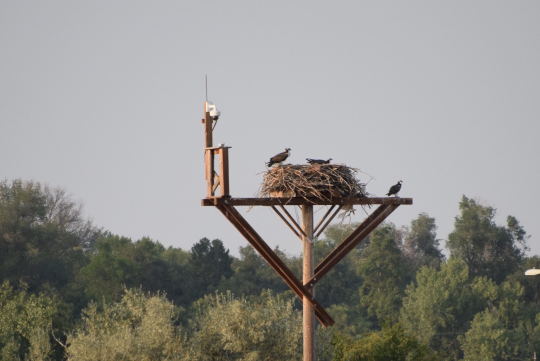 Boulder County Fairgrounds osprey