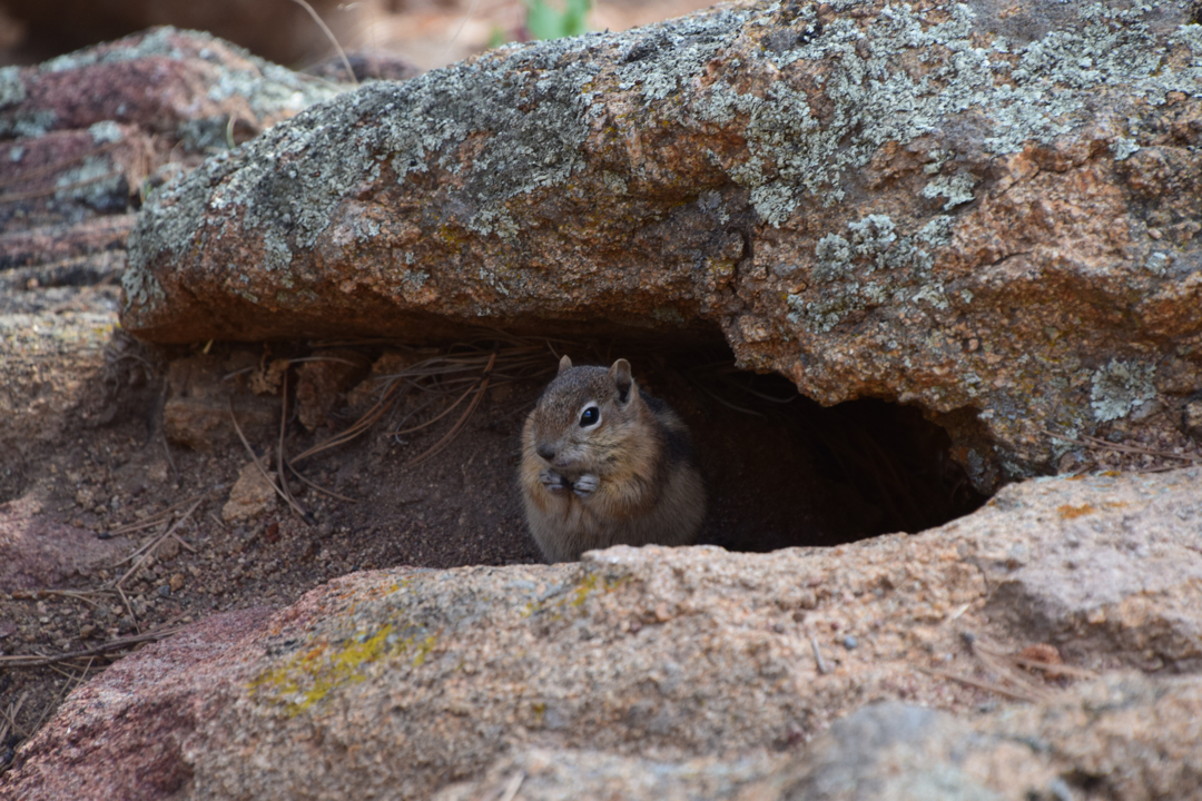 Ground squirrel hole