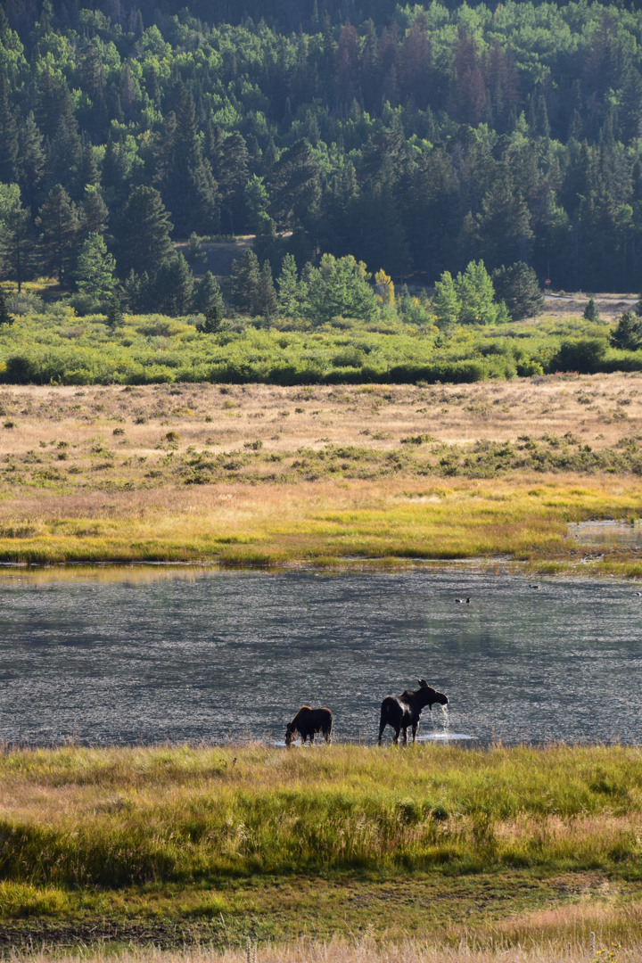 Moose at Big Sheep Meadow, RMNP