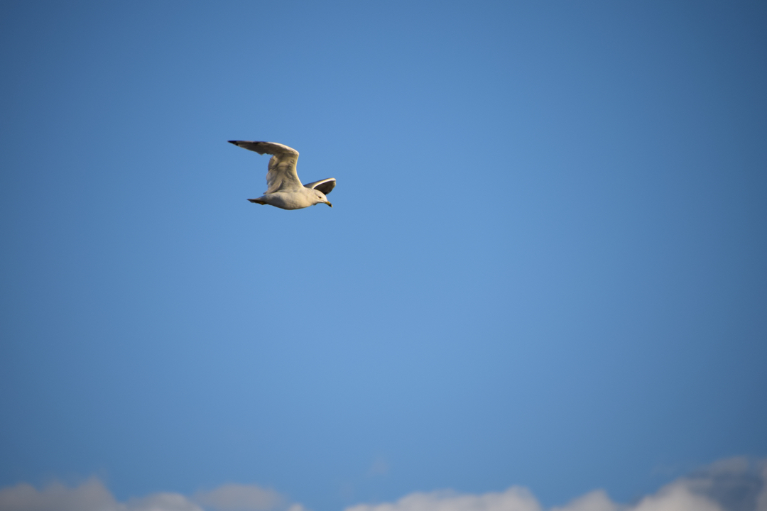 Landlocked seagull