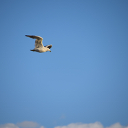 DSC_6811.JPG