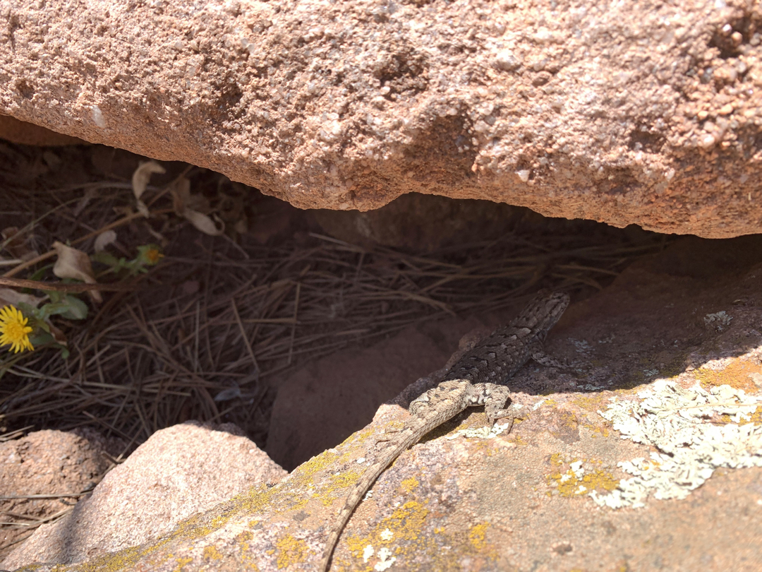 Lizard along the Bitterbrush Trail