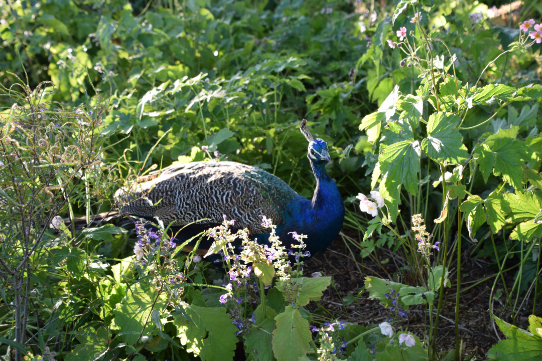 Pea hen at the Denver Zoo