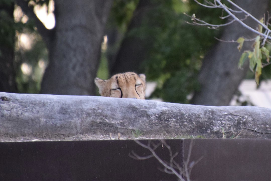 Sleepy cheetah at the Denver Zoo