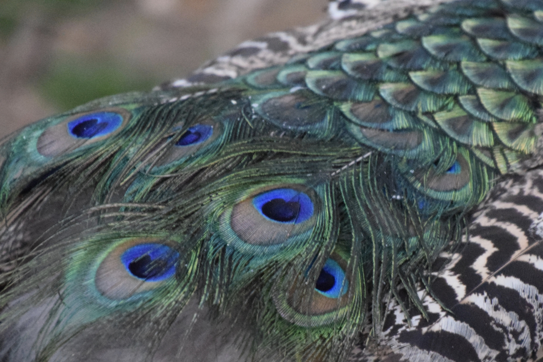 Pea hen feathers