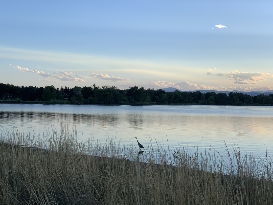 Hunting heron