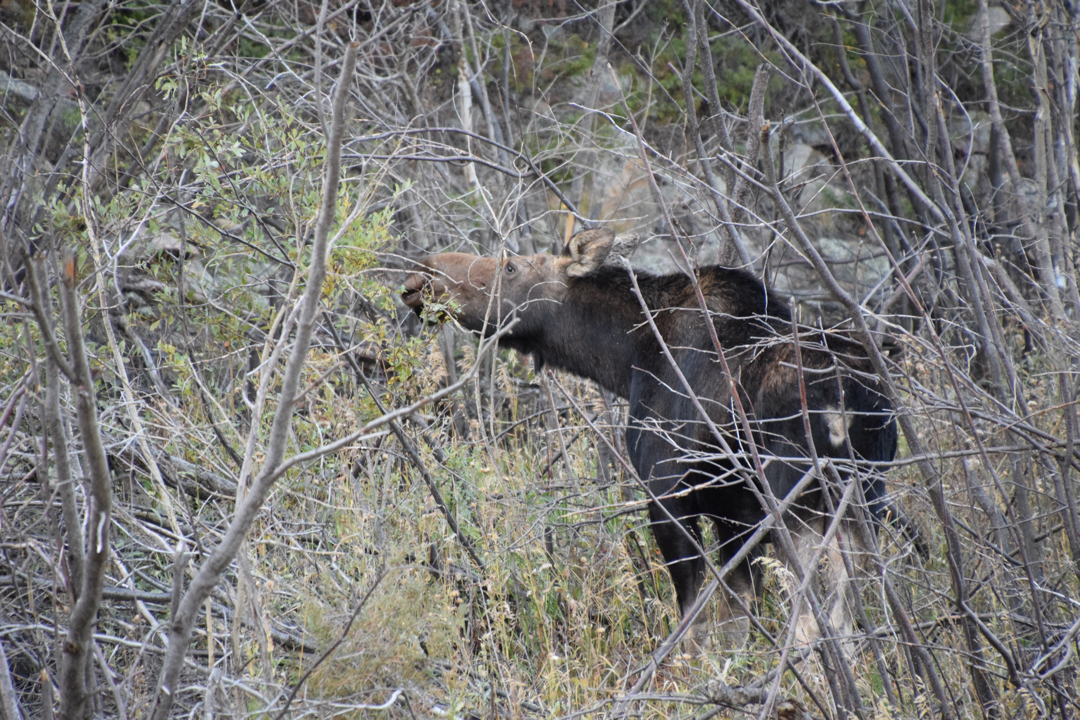 Mrs. Moose, outside Lyons, CO