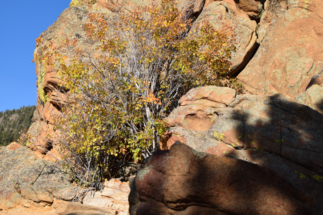 Fall colors, RMNP