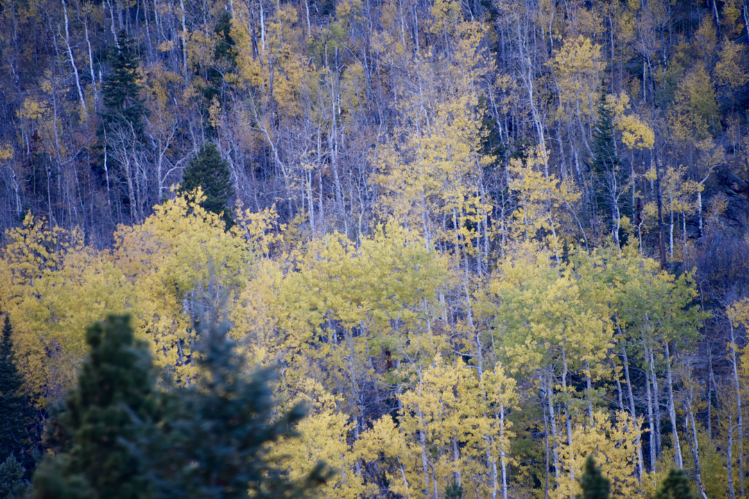 Changing leaves, RMNP