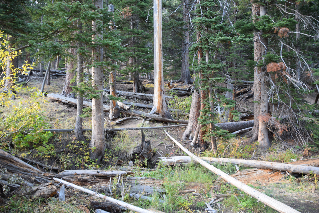 Hidden Valley forest