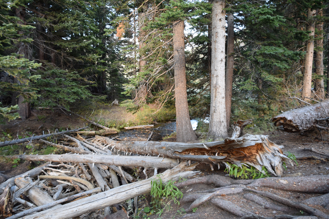 Fallen trees at Hidden Valley