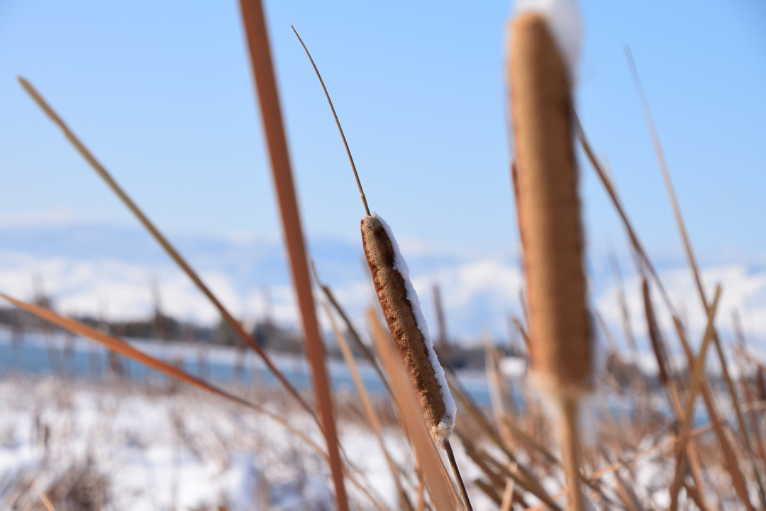 Cattail at McIntosh Lake