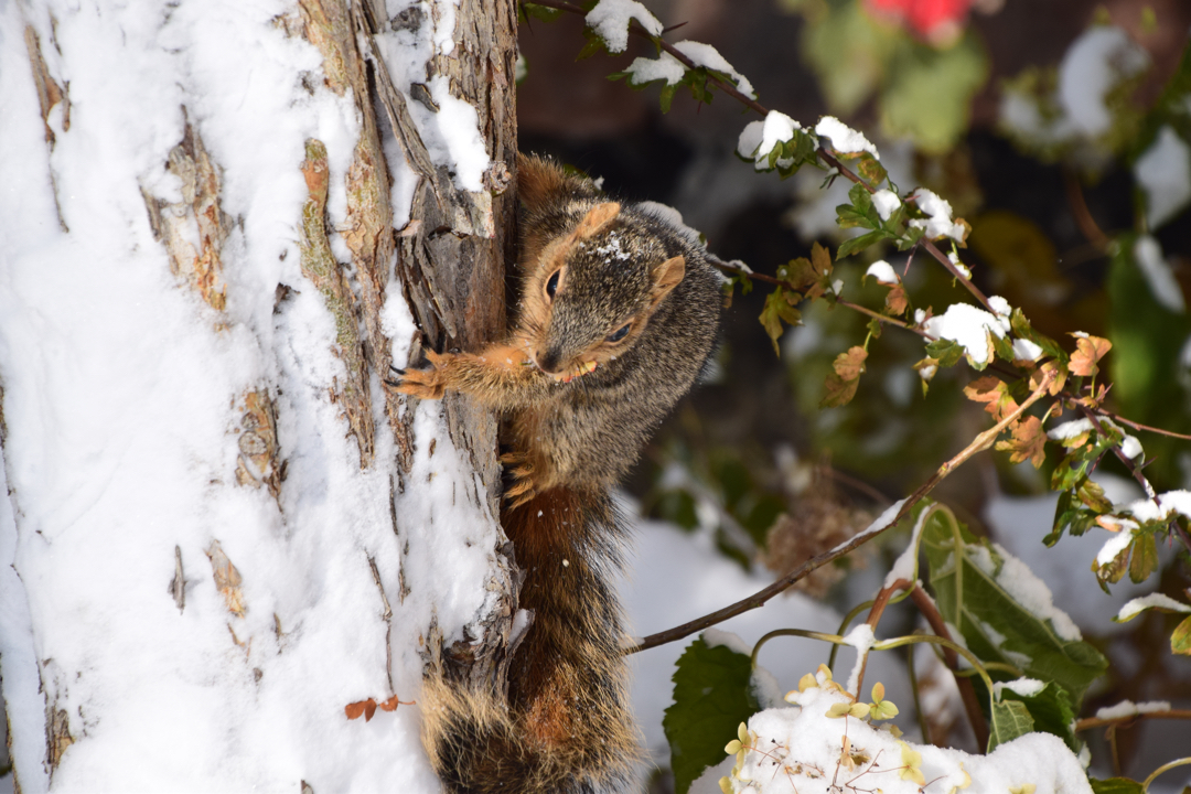 Squirrel with berries