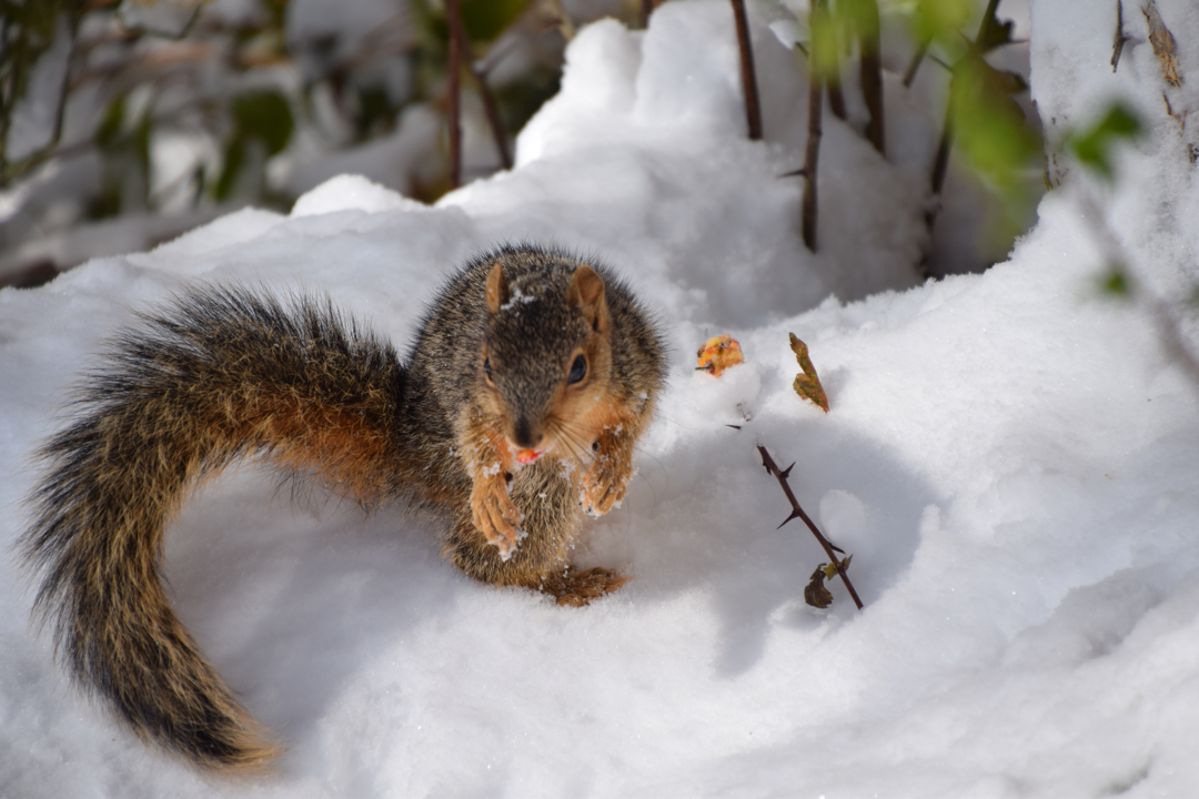 Cold paws